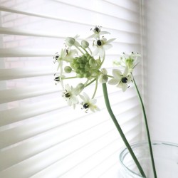 jessica154blog:  via joserusschen  #white # minimslism #flower