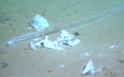 todropscience: PLASTIC BAG RECORDED AT BOTTOM OF MARIANA TRENCH