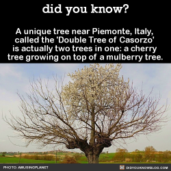 did-you-kno:  A unique tree near Piemonte, Italy,  called the