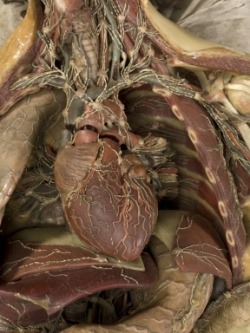 Wax anatomical model of a female showing internal organs, Florence,