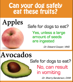 pepoluan:  theresnorevolution:  the-malady-mill:  birbb:  i saw this on imgur and well, even if something like this is going around on tumblr already it is important. link to imgur post  Idk why youâ€™d give a dog fruit but cool! Hereâ€™s some safety