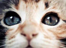 Cat Look… ♥ | via Tumblr en We Heart It. http://weheartit.com/entry/69091775/via/missleyla_bmz