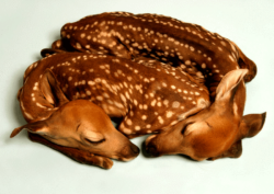 tamburina:  I came upon twin fawns in the display case of a mom