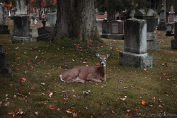 firefly-in-repair:  Just some of the many deer I saw in the cemetery