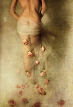 imickeyd:My rose garden II © miriana