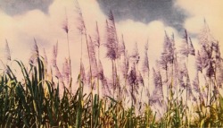 nemfrog:  The sky behind the sugar cane. Puerto Rico in pictures