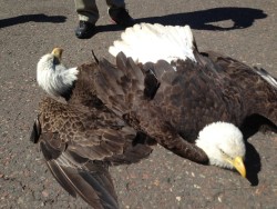 bestrooftalkever:  Two bald eagles in air battle crash-land at