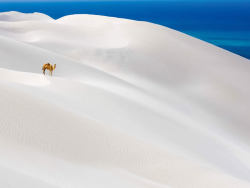 Sea of white (Socotra Island in the Indian Ocean, 240km east