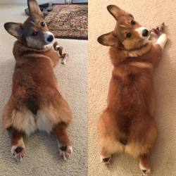 corgiaddict:  churchilly:  In honor of #MomoMonday, here is yesterday’s