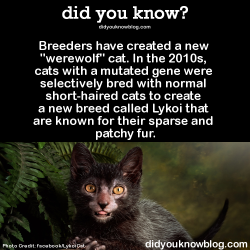 did-you-kno:  Breeders have created a new “werewolf” cat.