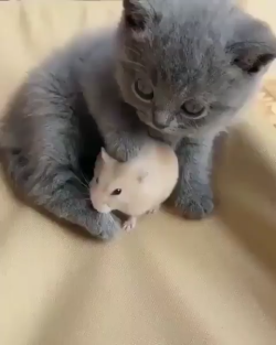 awwww-cute:  Fluffy kitty is gentle with her new fluffy friend