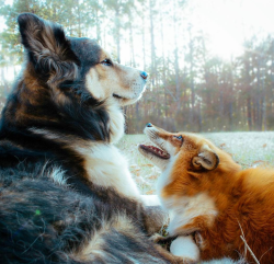 awwww-cute:  And so the fox fell in love with the hound (Source: