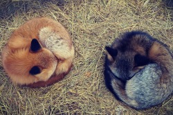 thefingerfuckingfemalefury:  caducus:Have some cute foxes, because