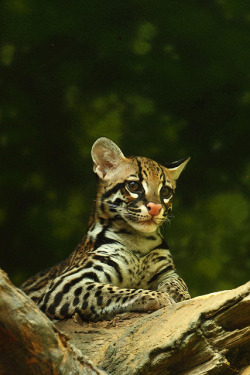 eyes-of-the-cat:  theanimaleffect: Ocelot by beth keplinger on