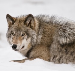 beautiful-wildlife:  Timber Wolf by Michael Cummings