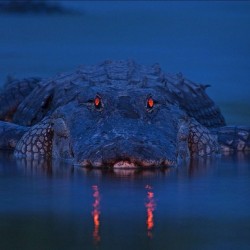 followthisleader:  Alligator, Florida Photograph by Larry Lynch