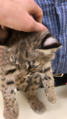 awwww-cute:  My veterinarian Dad got to work with this baby bobcat.