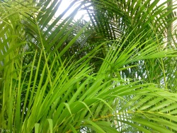 trpicl:  jungle-sorbet:  follow jungle-sorbet for more tropical