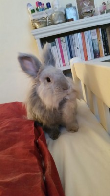 rose-and-leaf:  My house bunny and constant companion. Rabbits