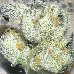 weedporndaily:  #gage by @frostcitygardens by @gagegreengroup