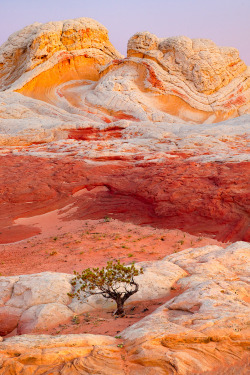 expressions-of-nature:  Arizona Butte by Rex Naden   Niceeee