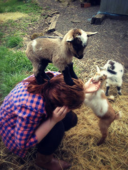 et-in-arkadia:  anactualbear:  xjohndeeregirlx:  Went Goat shopping