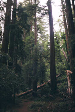 northwezt:  Portola Redwood Forest, CA Olympus om-40 (FujiFilm