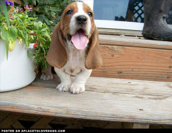 aplacetolovedogs:  An adorably happy Basset Hound puppy! For