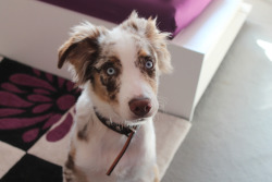 frodotheaussie:  Frodo’s being a cutie patootie 