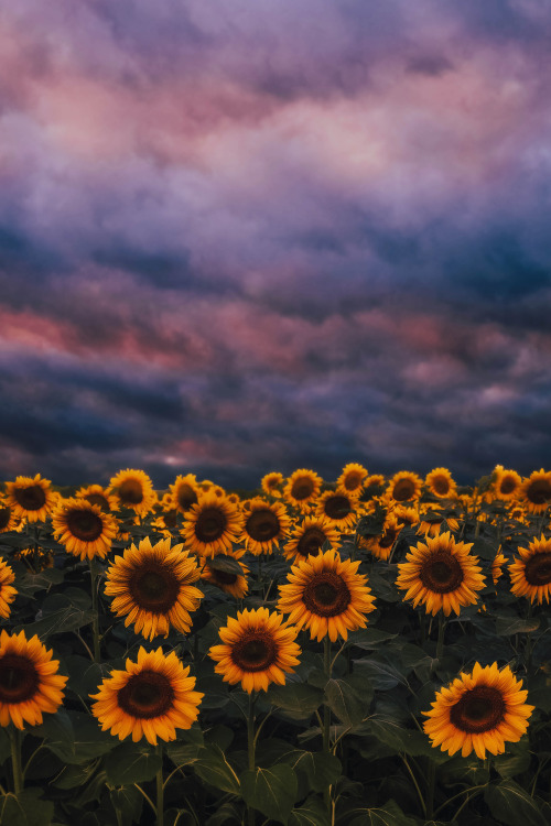 lsleofskye:  sunflowers during cloudy sunset | Gaspar Uhas