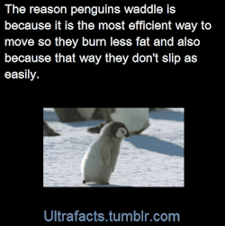 ultrafacts:  pizzaismylifepizzaisking:  doctor-need-some-pie: