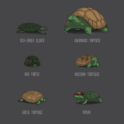 ninja-turtles-fan-site:  Know your turtles