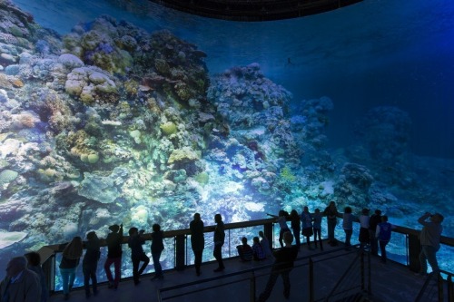 staceythinx:  Great Barrier Reef byÂ Yadegar AsisiÂ  About the project:  On a 1:1 scale, the Nature Panorama presents the unique underwater world of the coral reef off the coast of Australia in all its fragile beauty and complexity. From a perspective