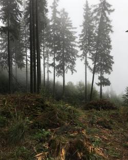 low-sugar:  foggy 🌫 🌫 #foggy #foggyday #forest #autumn