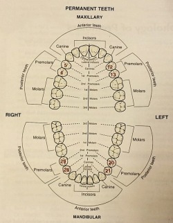 sansooon:  》Adult dentition with highlighted premolars  (universal