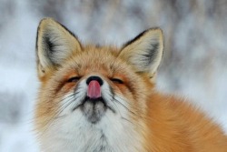 everythingfox:  When someone you don’t like turns their back