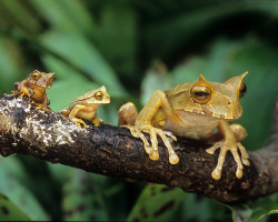 libutron:  Horned marsupial frog (Gatrotheca cornuta) by cre8tivecloud