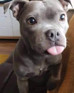 awwcutepets:  ���  *blem*