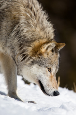 magicalnaturetour:  “Grey wolf (canis lupus) tracking down