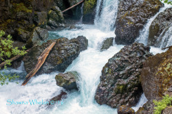 shawna-whelan:  Marymere falls  Great little short hike