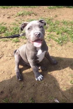 awwww-cute:  My aunt’s pup Gandalf is one good looking Pit
