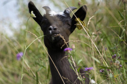 babygoatsandfriends:  Goat by MagneG on Flickr.