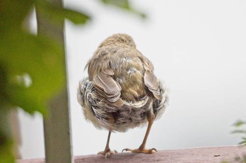 kavohh707:  This little robin has lost his tail feathers and