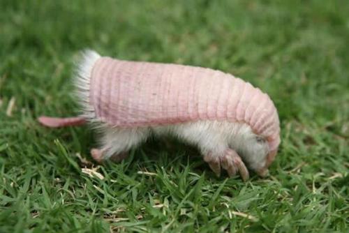 opossummypossum:  I present to you: another underappreciated lifeform. This is a pink fairy armadillo. Yes, that’s its actual name. Yes, it really exists. Yes, it kind of looks like a tiny leucistic mole stole its armor from a prawn.  PINK ARMORED DIGGY