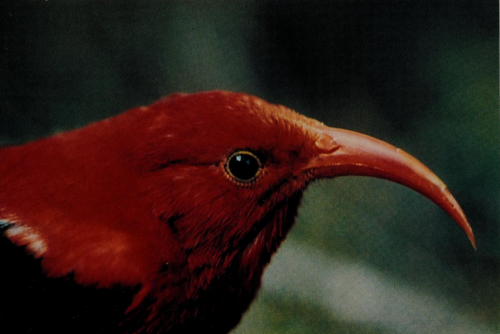 tomorrowcomesomedayblog:  ʻIʻiwi - Native Hawaiian bird 