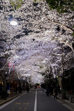 visualechoess:  cherry blossoms at night by: Ryosuke Leo   