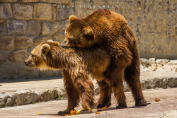 fuck-yeah-bears:  love in the air…. by Rui FernandesHappy Valentine’s