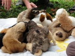 animalswithstuffedanimals:  Sloths and their teddys.