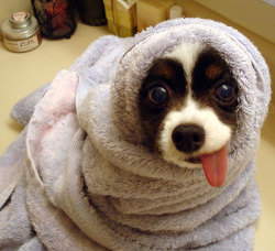 dogsandpupsdaily:  vmg26:  Come on that is so cute!!! #spa  http://vmg26.tumblr.com/