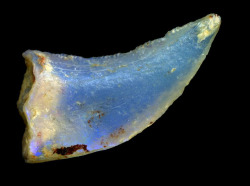 stellar-indulgence:  Opalized Fossils These are no ordinary fossils